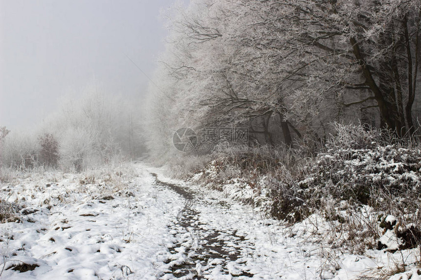 被雪覆盖的冬天树图片