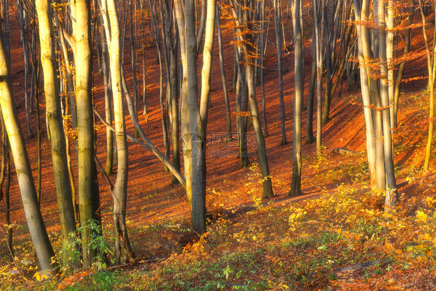 阳光明媚的秋天森林中的美丽树木图片