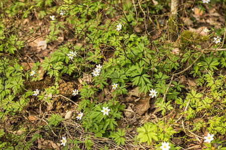 森林中的白色雪花莲苔藓和树叶图片