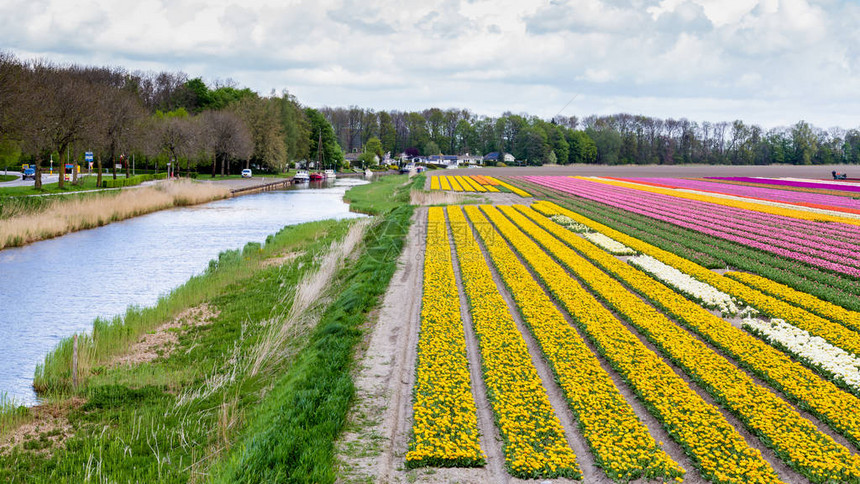 荷兰春天五颜六色的粉红色郁金香田图片