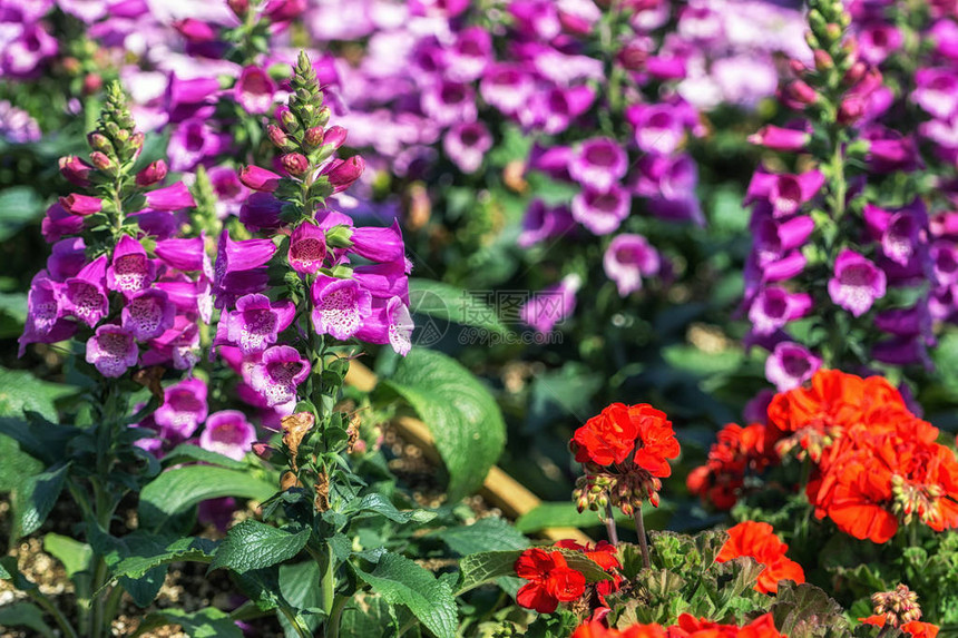 韩国高阳花节紫洋地黄花园图片