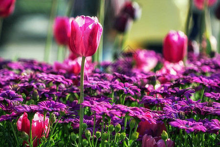 韩国高阳花卉节上的一片紫色郁金香图片