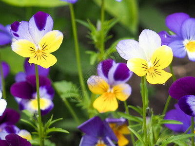 紫罗兰色中提琴角三色堇簇绒三色堇春田图片