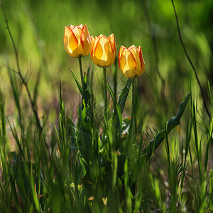 郁金香花美丽的郁金香花束五颜六色的郁金香春天在花园里的郁金香图片