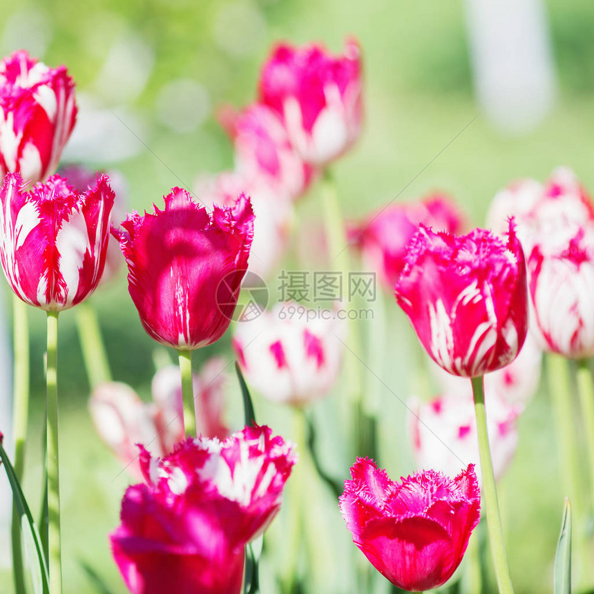郁金香花美丽的郁金香花束五颜六色的郁金香春天在花园里的郁金香图片