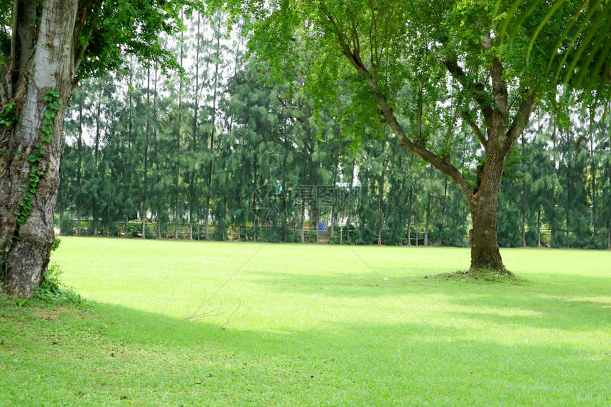 公共花园里的绿草场和绿树图片