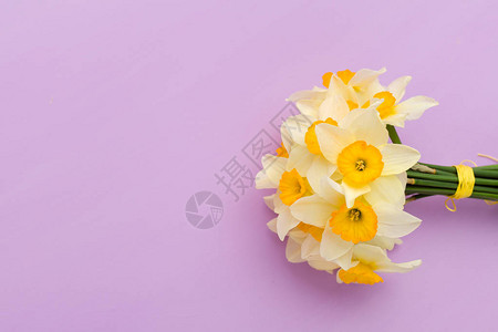 紫罗兰色柔和背景上的白色水仙花束图片