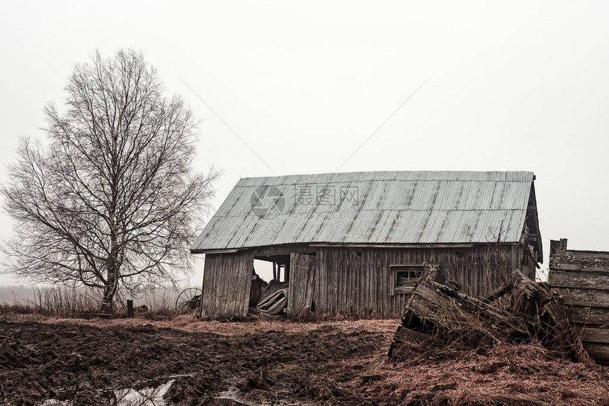 芬兰农村湿地上的一棵树旁有一座老谷仓图片