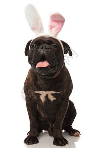 坐着可爱的拳击手喘气想成为东方兔子它穿着白色背景的一对粉红兔子耳朵图片