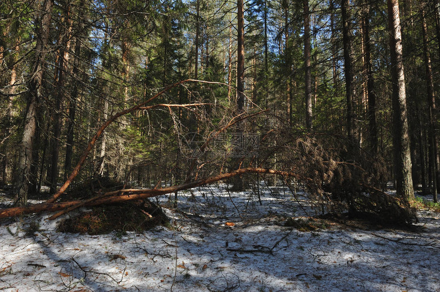 在熔化的雪松树枝重量下折断图片