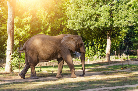 动物园的大象他走在图片