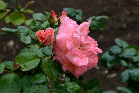 美丽的粉红玫瑰花图片