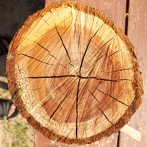 棕色橡木纹理切木背景图片