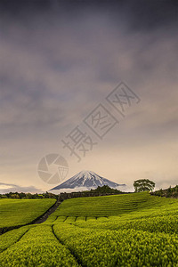 静冈县春天茶园和富士山的夜景图片