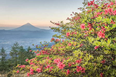 春季的日本杜鹃花和富士山杜鹃花或辻图片