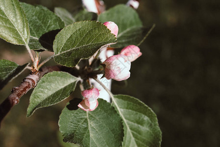 春天开花的树苹果花背景图片