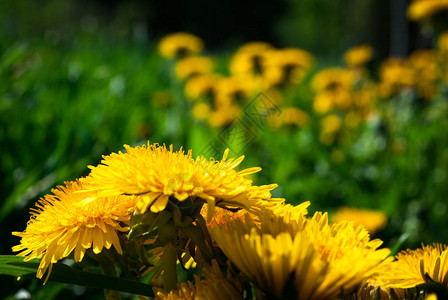 黄光闪的花朵草地夏日月图片