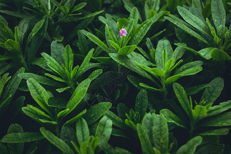 绿叶背景雨季清爽背景图片