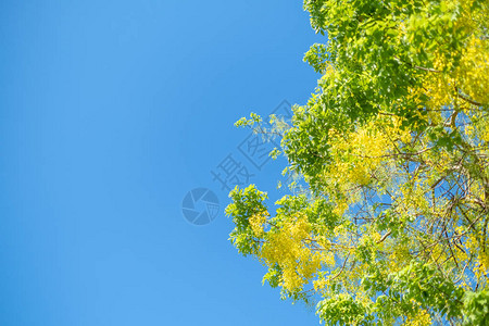 淋浴树决明子瘘泰国的花有蓝天背景图片