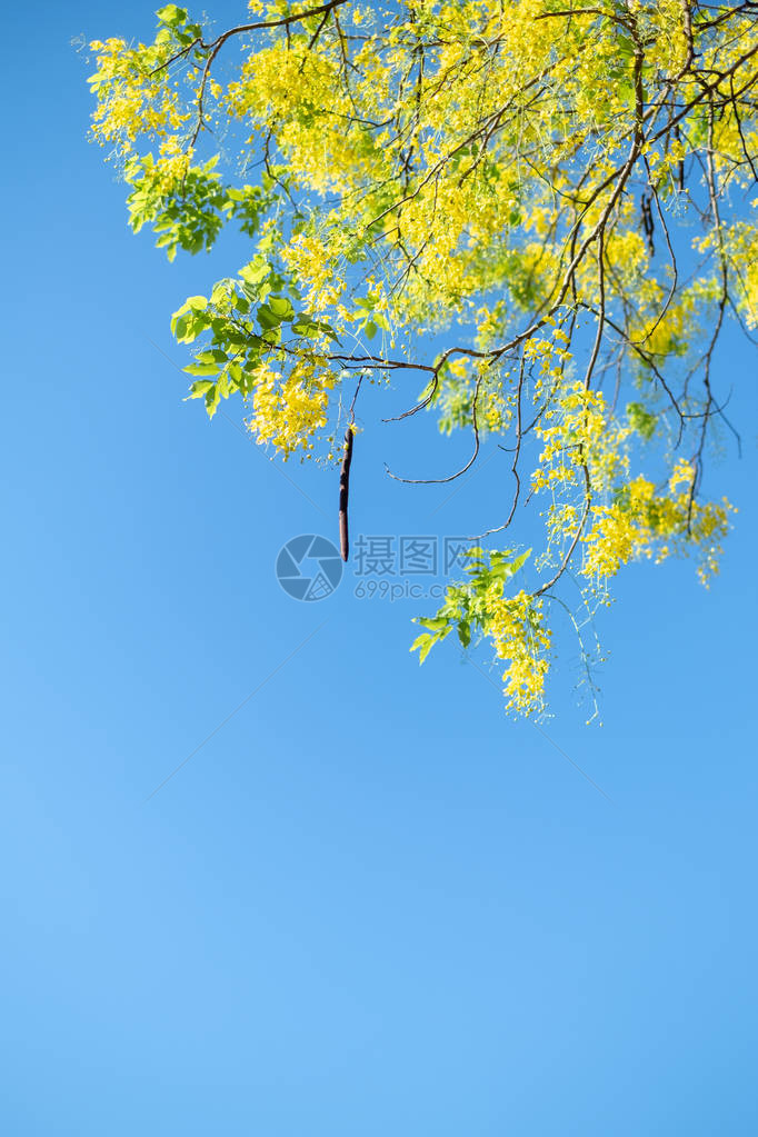 金色淋浴树决明子瘘泰国的花有蓝天背景图片