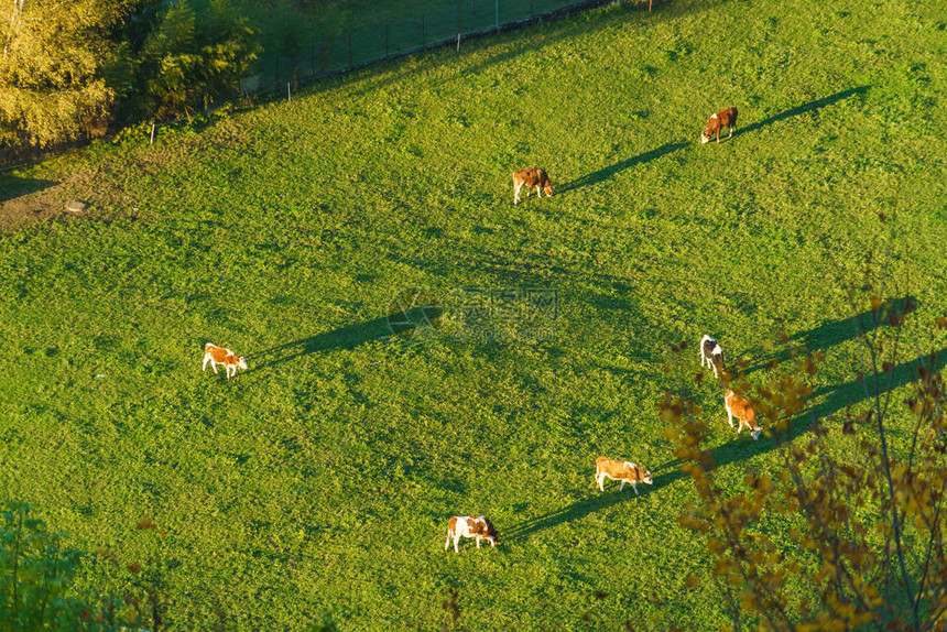 瑞士牛在瑞士格鲁耶雷斯绿草地空图片