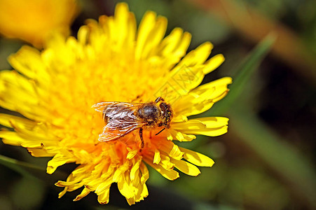 春天蒲公英花上的蜜蜂图片