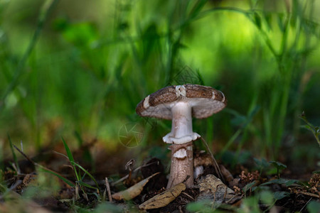 蘑菇在其自然环境中图片
