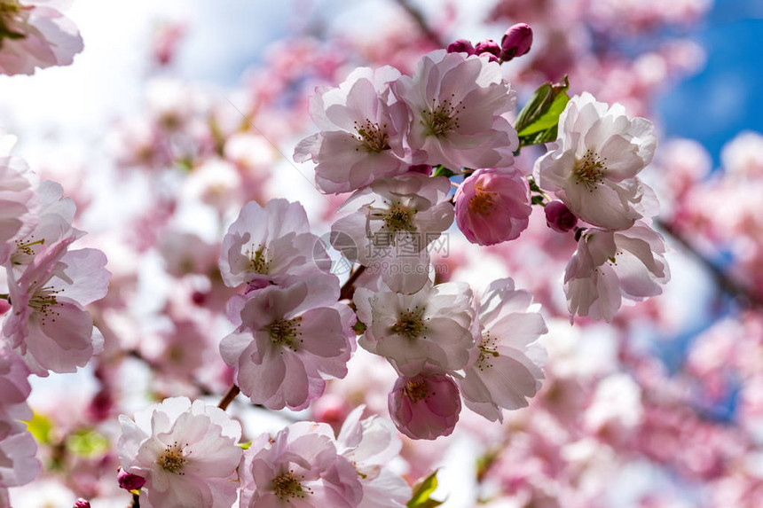 樱花或樱桃花与美丽自然背景的樱花蓝天空在图片