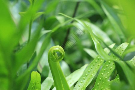 展开蕨尖的特写图片