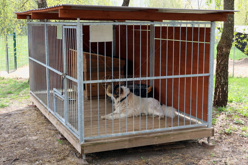 家养宠物老狗住在铁笼里阳图片