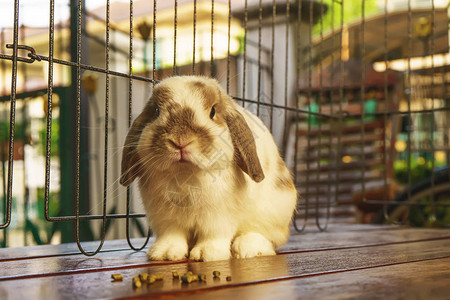 兔子坐在一张木床上图片