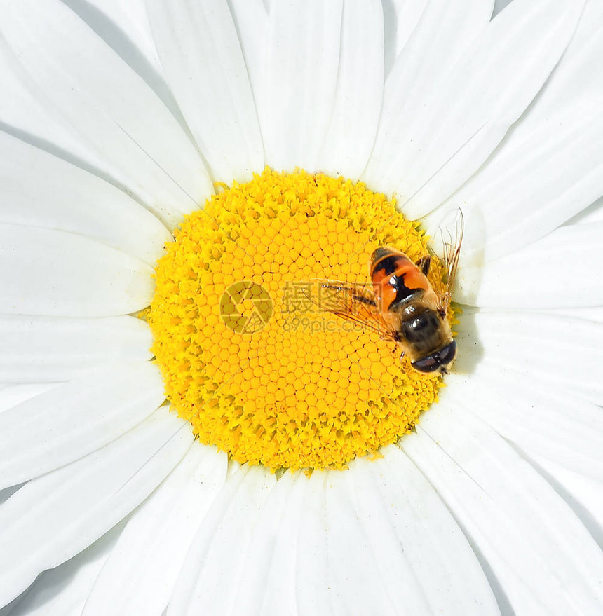甘菊和蜜蜂近距离接近卡米尔花头图片