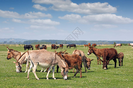 牧场春天的驴子图片