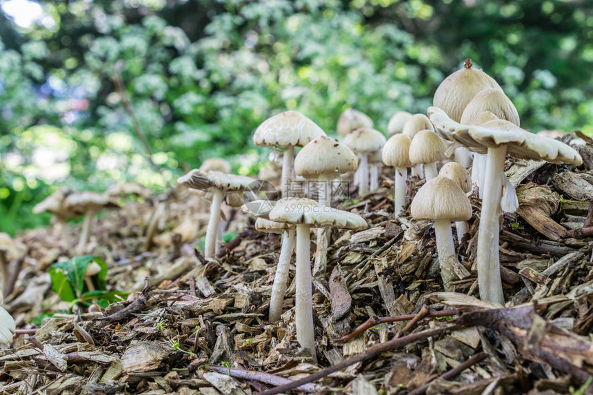 木芯片堆积上的多个白图片