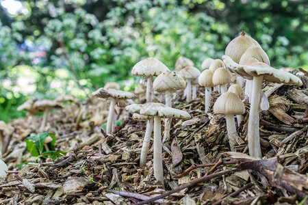 木芯片堆积上的多个白图片