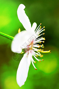 苹果在春天开花瓣上的花朵图片