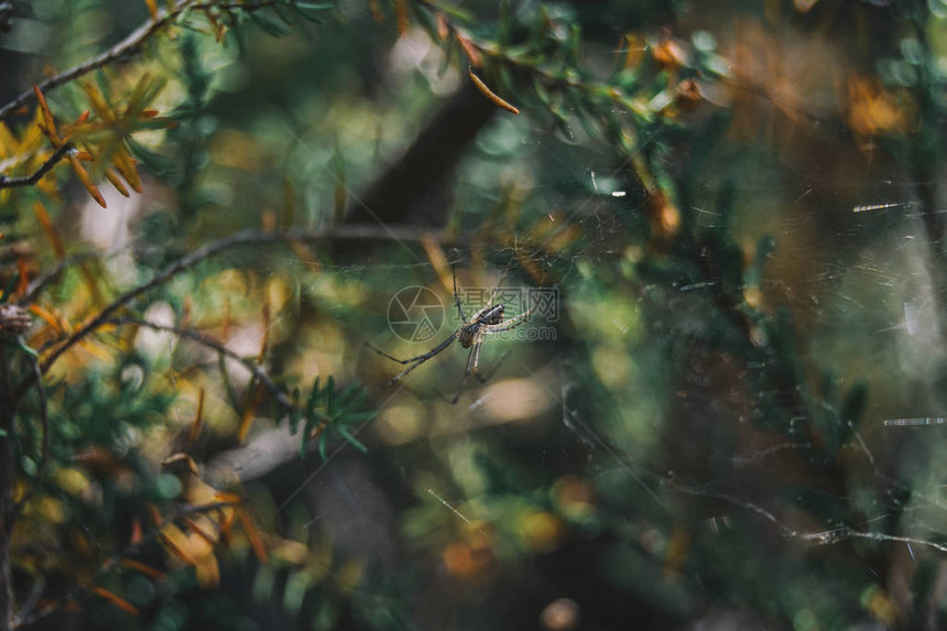 一只蜘蛛在树丛中的蜘蛛在图片