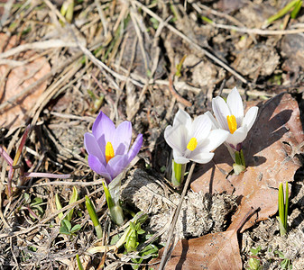 春天两朵白番红花和一朵紫色花图片