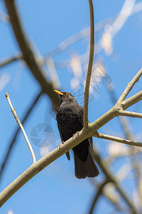 树上黑鸟的肖像图片