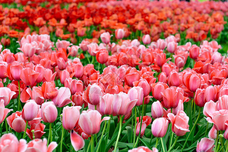 国王花卉园Keukenhof欧洲花园的美丽盛开的郁金香图片