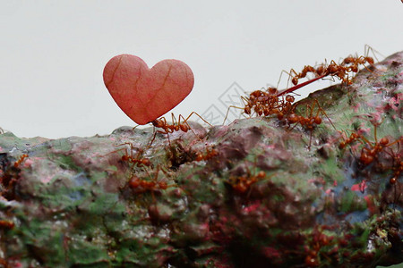 切叶机的蚂蚁带着叶子前图片