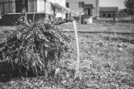 篮子里的鲜草和过时的手工具镰刀单色效图片