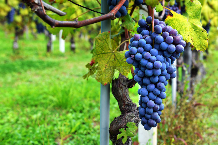 在田野里种着葡萄和一堆黑葡萄红葡萄团在图片