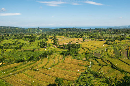 印度尼西亚巴厘岛上的稻田山谷景观图片
