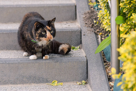 成年母猫坐在户外的楼梯上图片