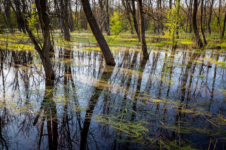 春天被洪水淹没的森林场景图片