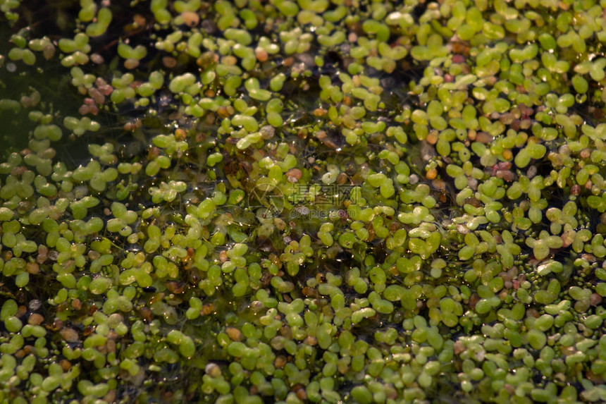 浮萍或Lemnoideae是浮池植物叶子图片