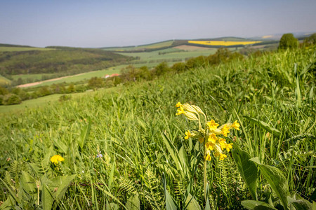 蓝天下绿草地上的黄棱花朵春天风景捷克图片