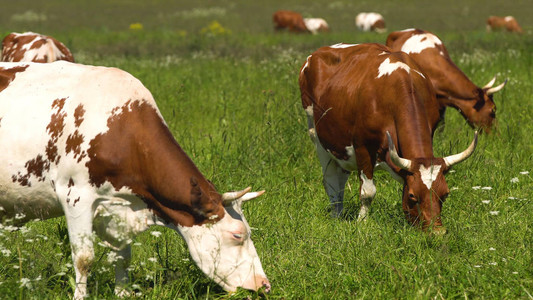 奶牛在夏日的绿色牧场上吃草图片