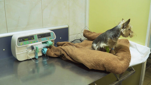 狗在诊所的兽医处接受静脉输液滴注带iv导管的狗图片